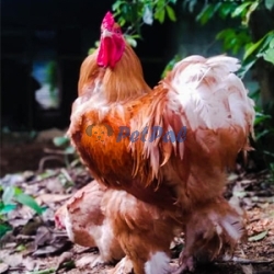 Giant Brahma chicks available