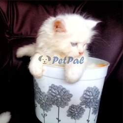 4 weeks old Persian Kittens