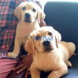 Labrador Puppy for sale