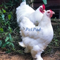 Giant Brahma chicks available