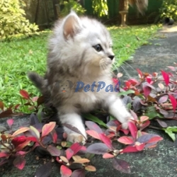 Pure breed Himalayan kittens