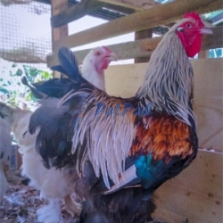 Giant Brahma chicks available