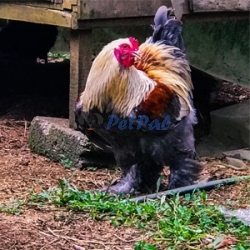 Giant Brahma chicks available