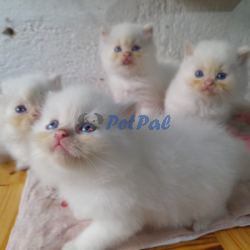 Pure White Male Kittens Available for Sale