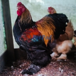 Giant Brahma chicks available