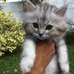 Pure breed Himalayan kittens