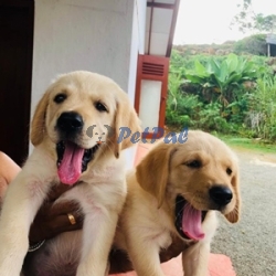 Labrador Puppy for sale