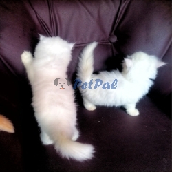 4 weeks old Persian Kittens